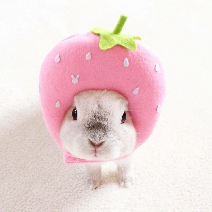 ⋆˙⟡Pinky Berries˚˖𓍢ִ🍓. ݁𐙚