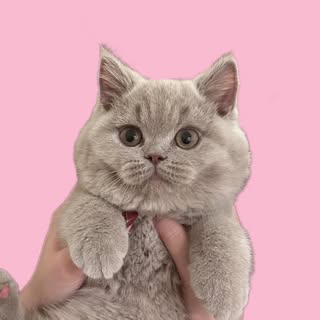 Sesame The Cat
