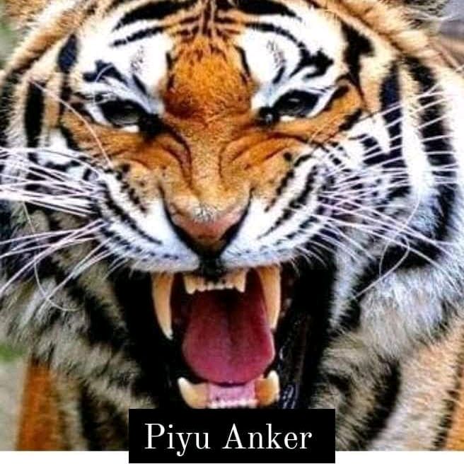 piyu anker