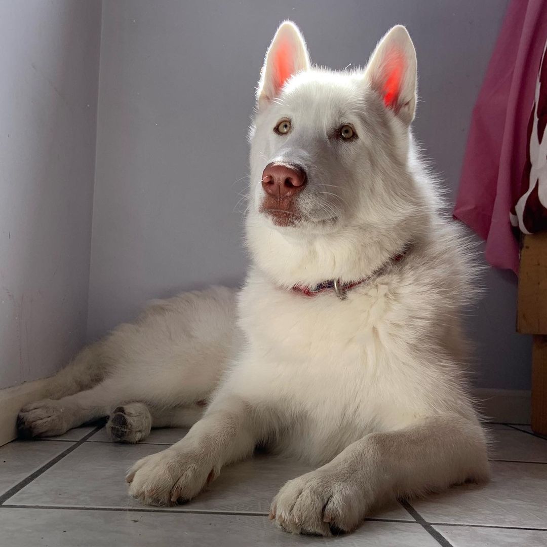 Polar🐾