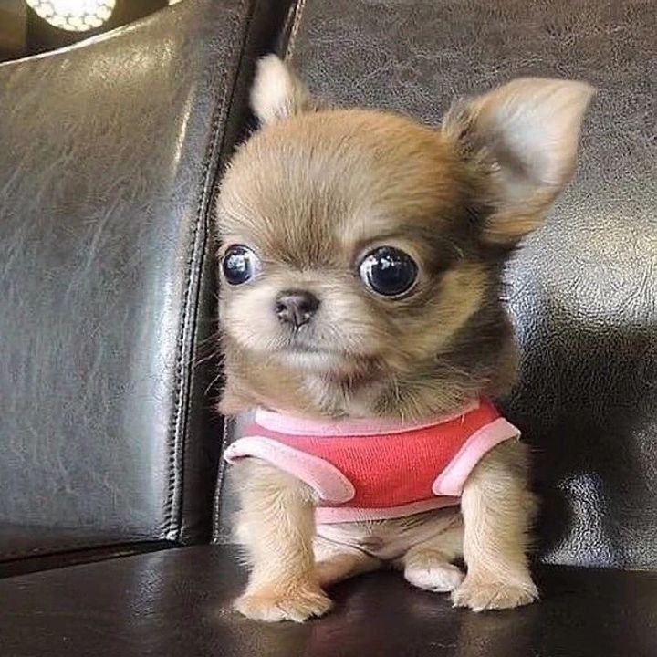 Puppies