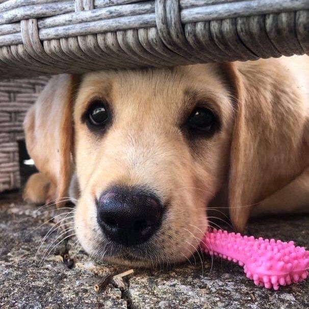 Poppy, that puppy