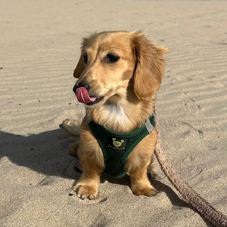 Pretzel the Weenie