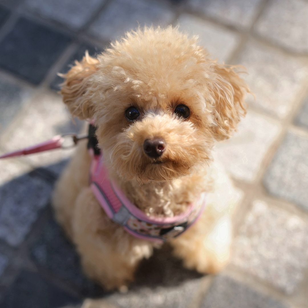Prinnie the poodle