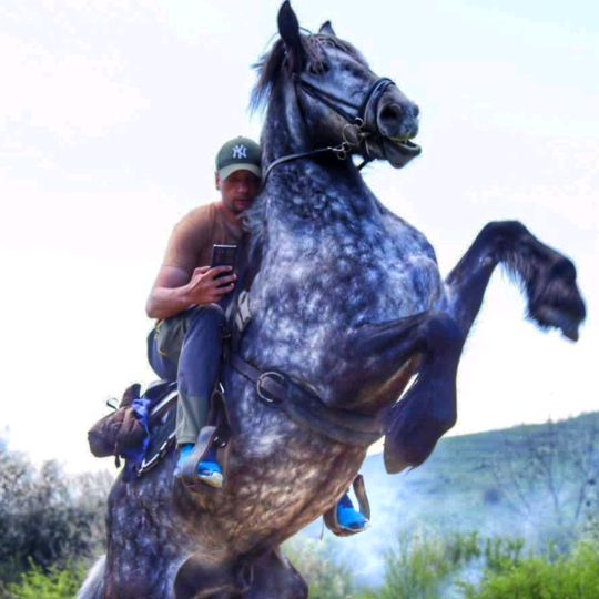 Promovări.Cai.Romania