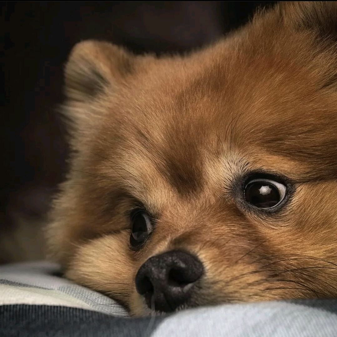 puffy_pomeranians
