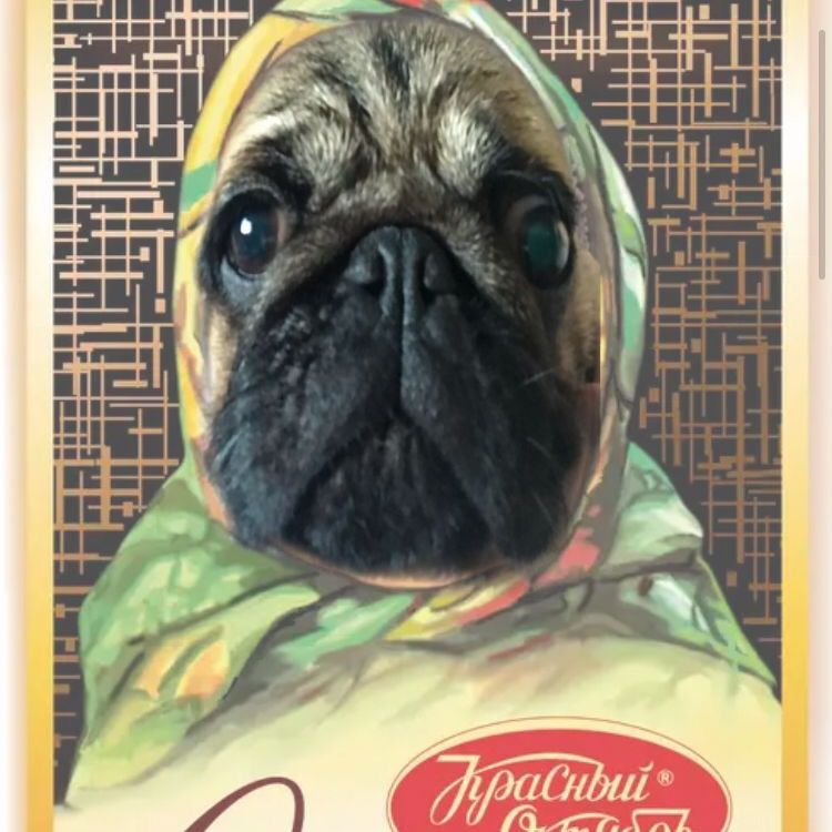 pug_moti