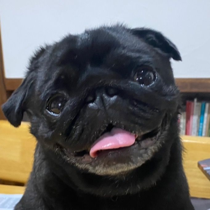 黒豆のパグ