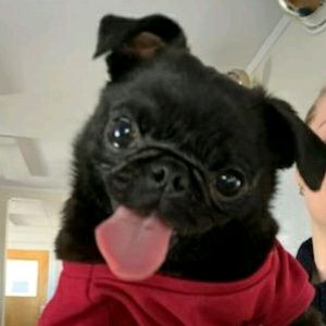 Puppet the Pug