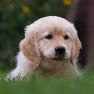 puppies video