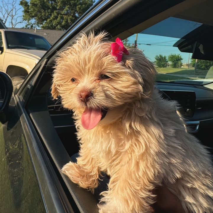 Kali