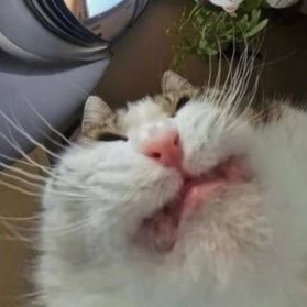 かみや