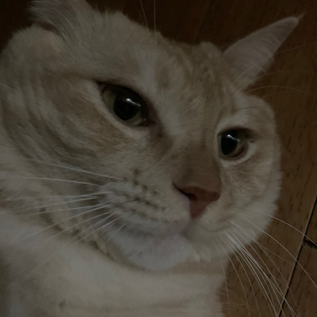 지댕