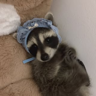 방구석 털뭉치