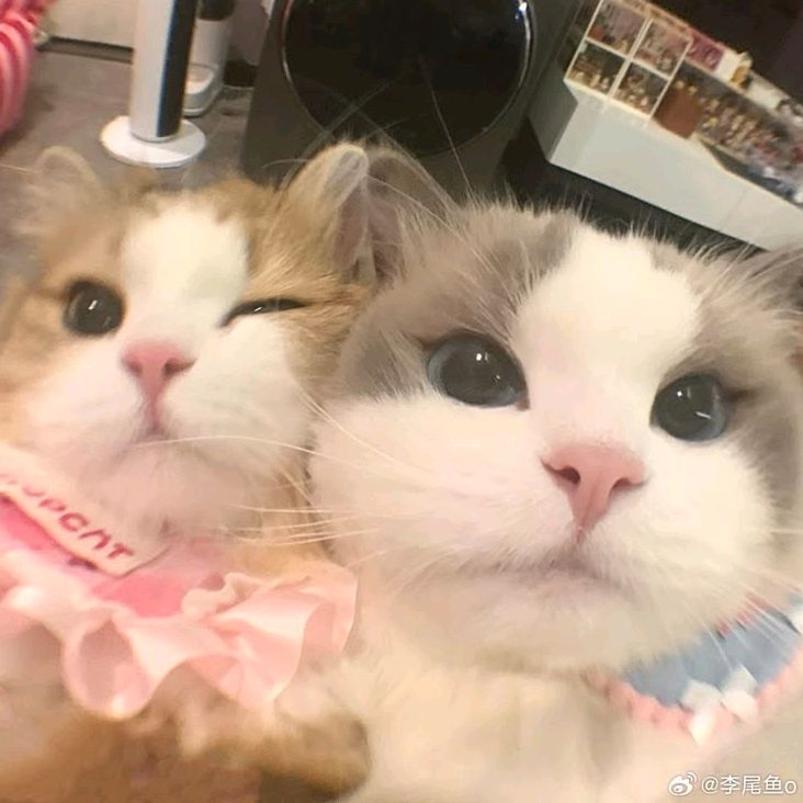 editz.baraluvyyy ᥫ᭡