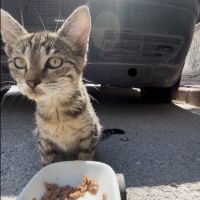 rcanimalaid