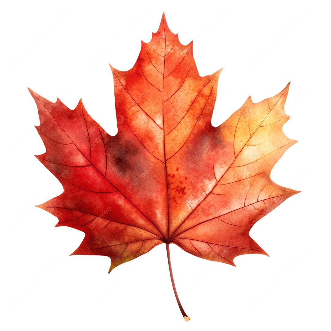 Red Maple Leaf 🍁