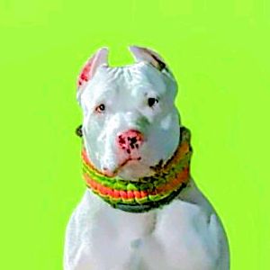 Kitana Pit Bull🎀