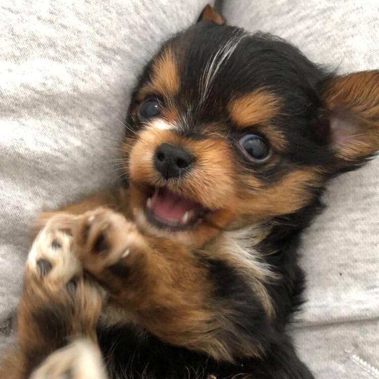 remy 🤎