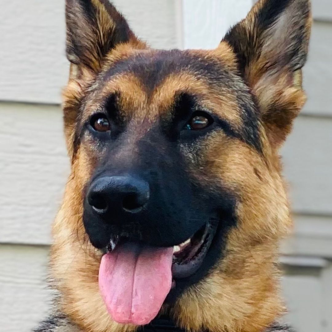 Bella the German Shepherd