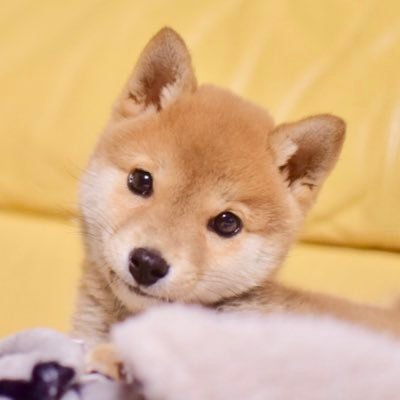 柴犬りんご郎