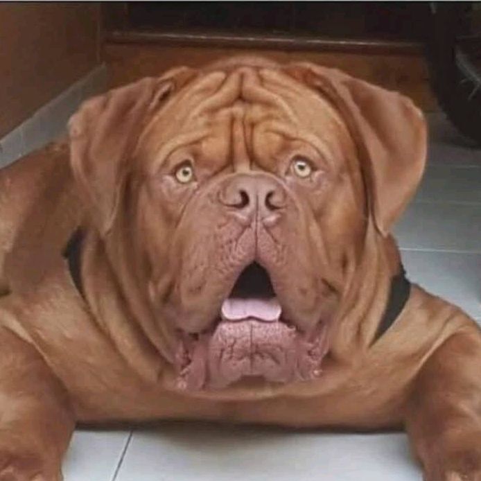 Rocco