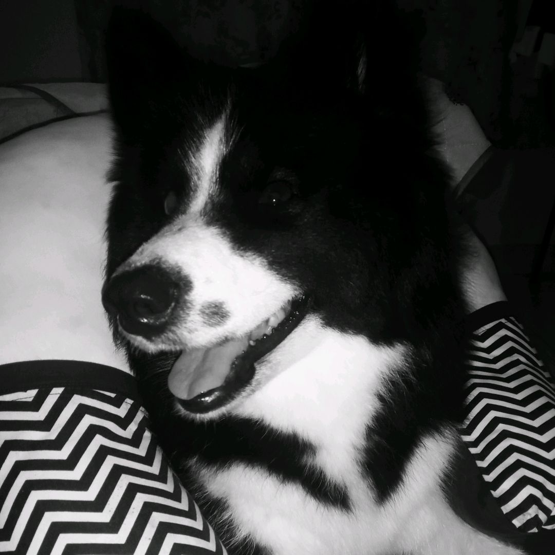 Maggie🍉🐶