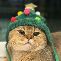 猪咪看小说(咪咪故事)