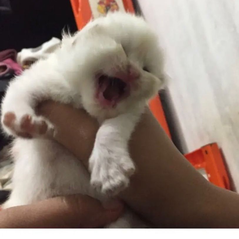 Rumah Kucing ifan2