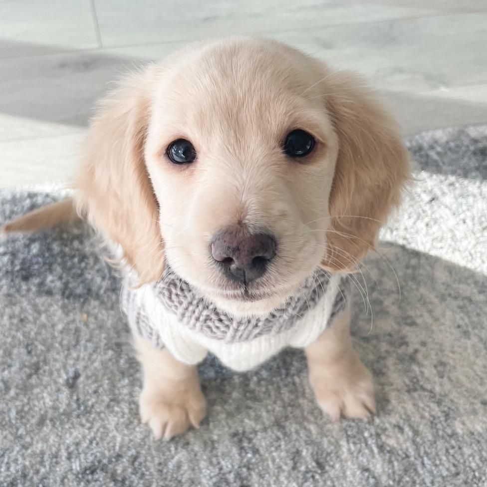 Rupert the dox