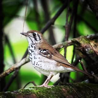 الشاعر سيف علي - saifali ✪