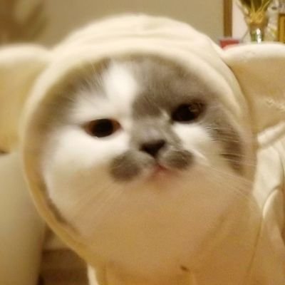 さかもと🐾