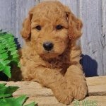 Samson The Goldendoodle (f1b)