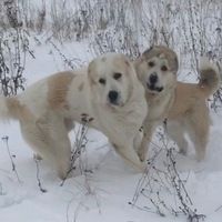Марина Ильина