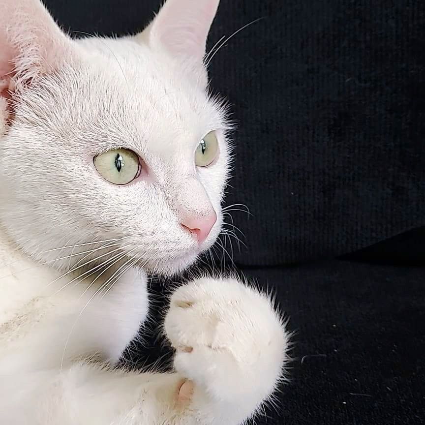 ซาช่า ไม่ใช่ ชาช่า