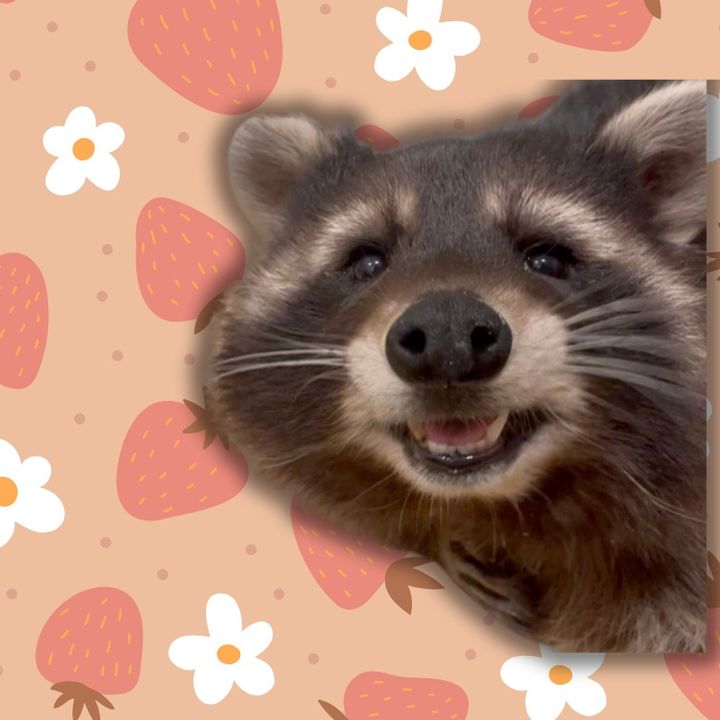 sashatheraccoon