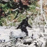 Sasquatch finds