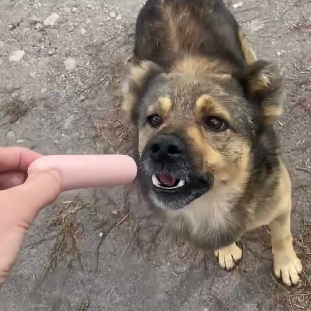 sausagefordog