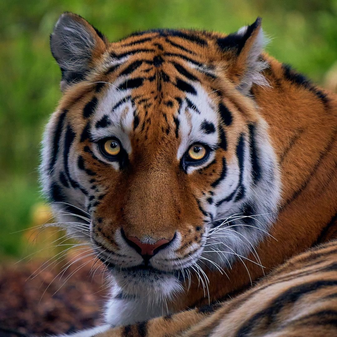 Save our wildlife 💚