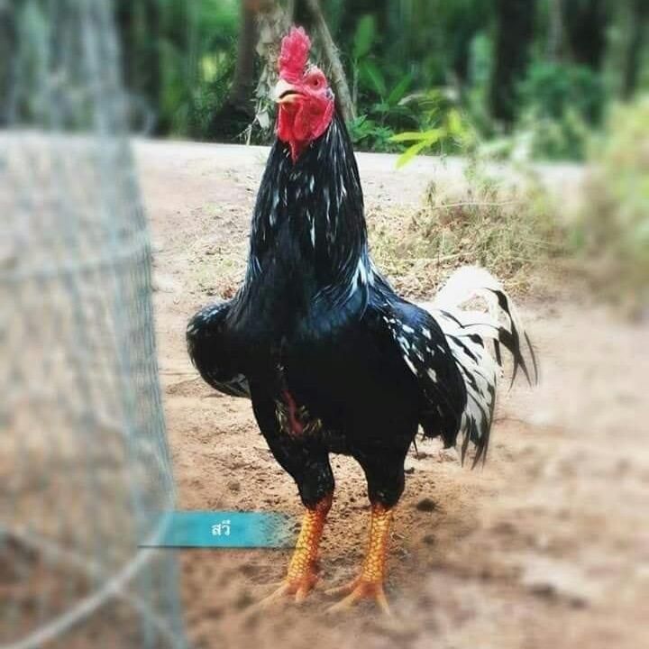 ไก่ชนชุมพร🐔