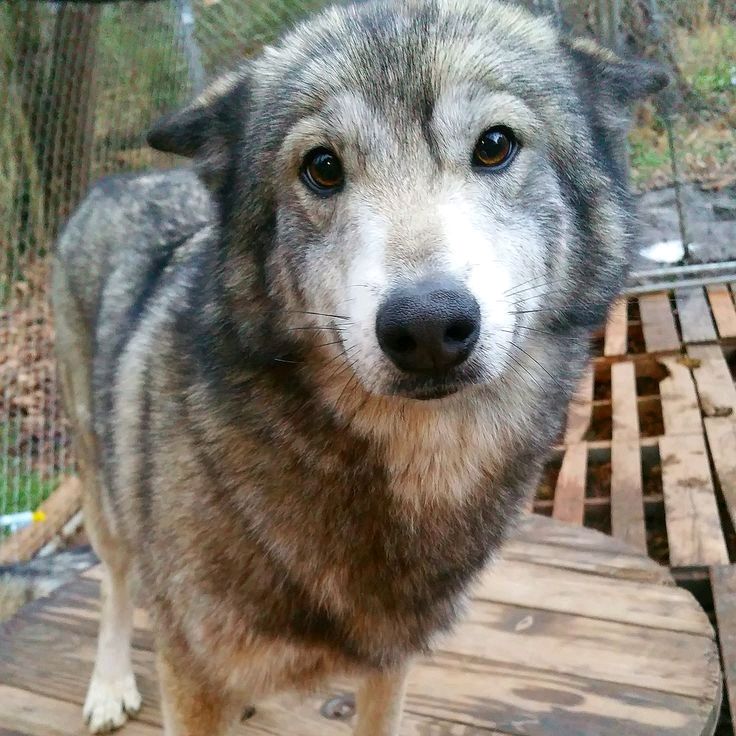 Лиза