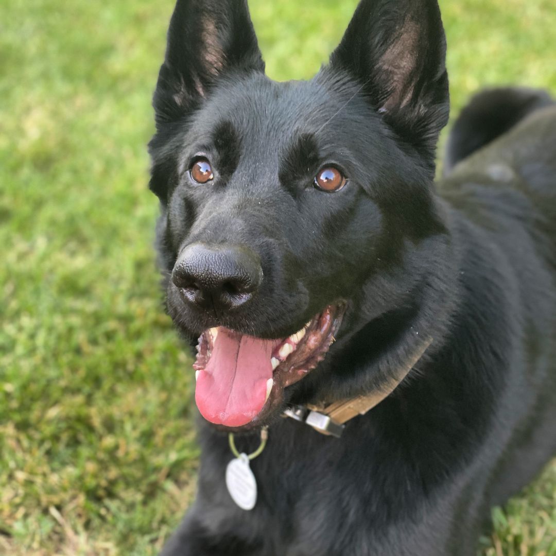 Scout the GSD
