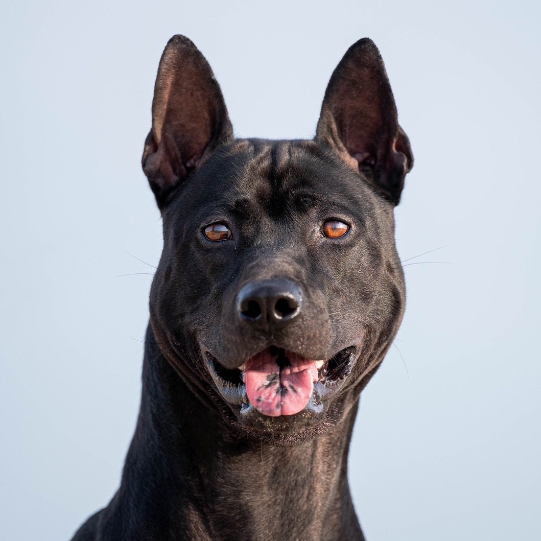 ThaiRidgeback Taro