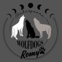 🐺shakespeare_wolfdogs🐺