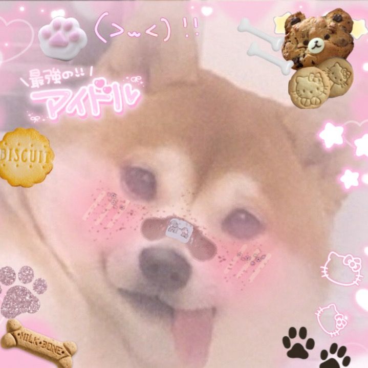 ⊹🦴𝒮𝒽𝒾𝒷𝒶𝒫𝓊𝓅⊹u·ω·u⊹🐾♬♪