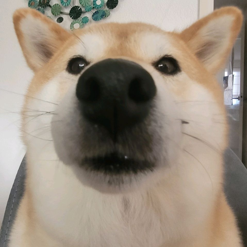Mitsu the Shibster doge