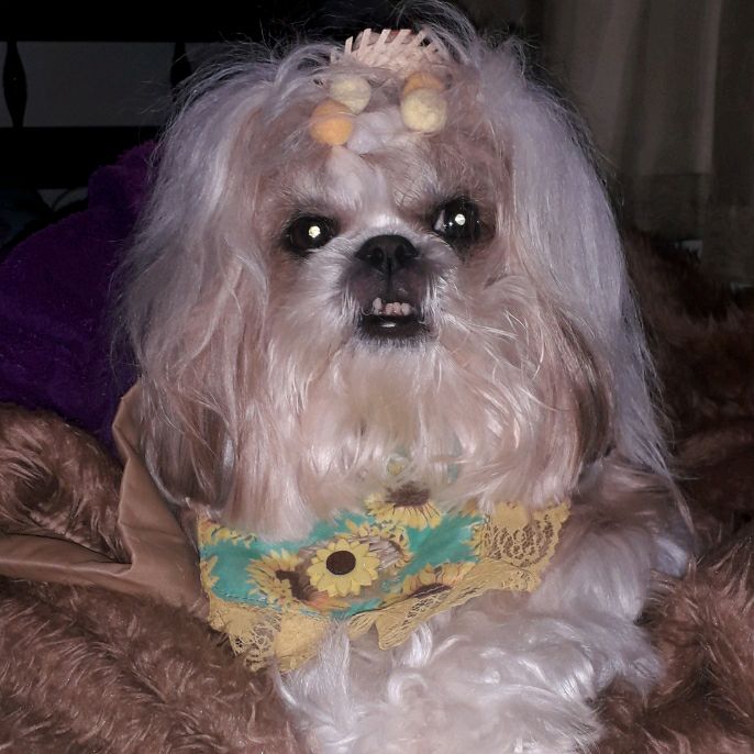 Shih Tzu Lovers