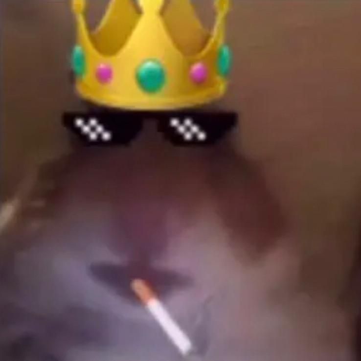 Le hamsters gangster 🐹🔫