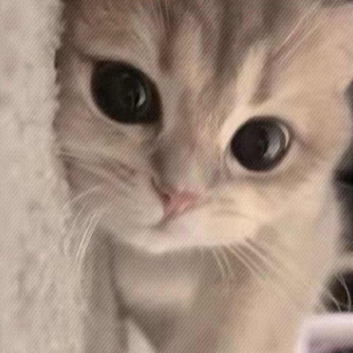 Shue.funny pets