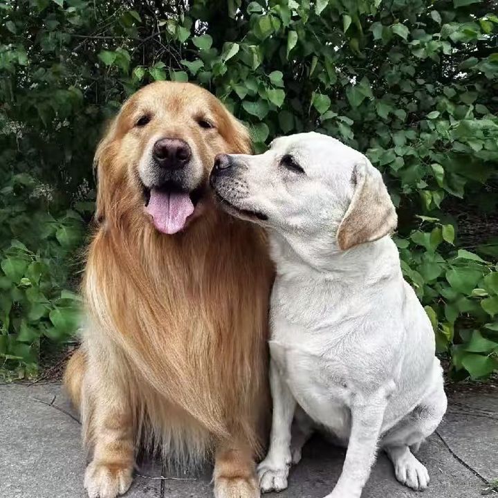 Simba and Tangyuan